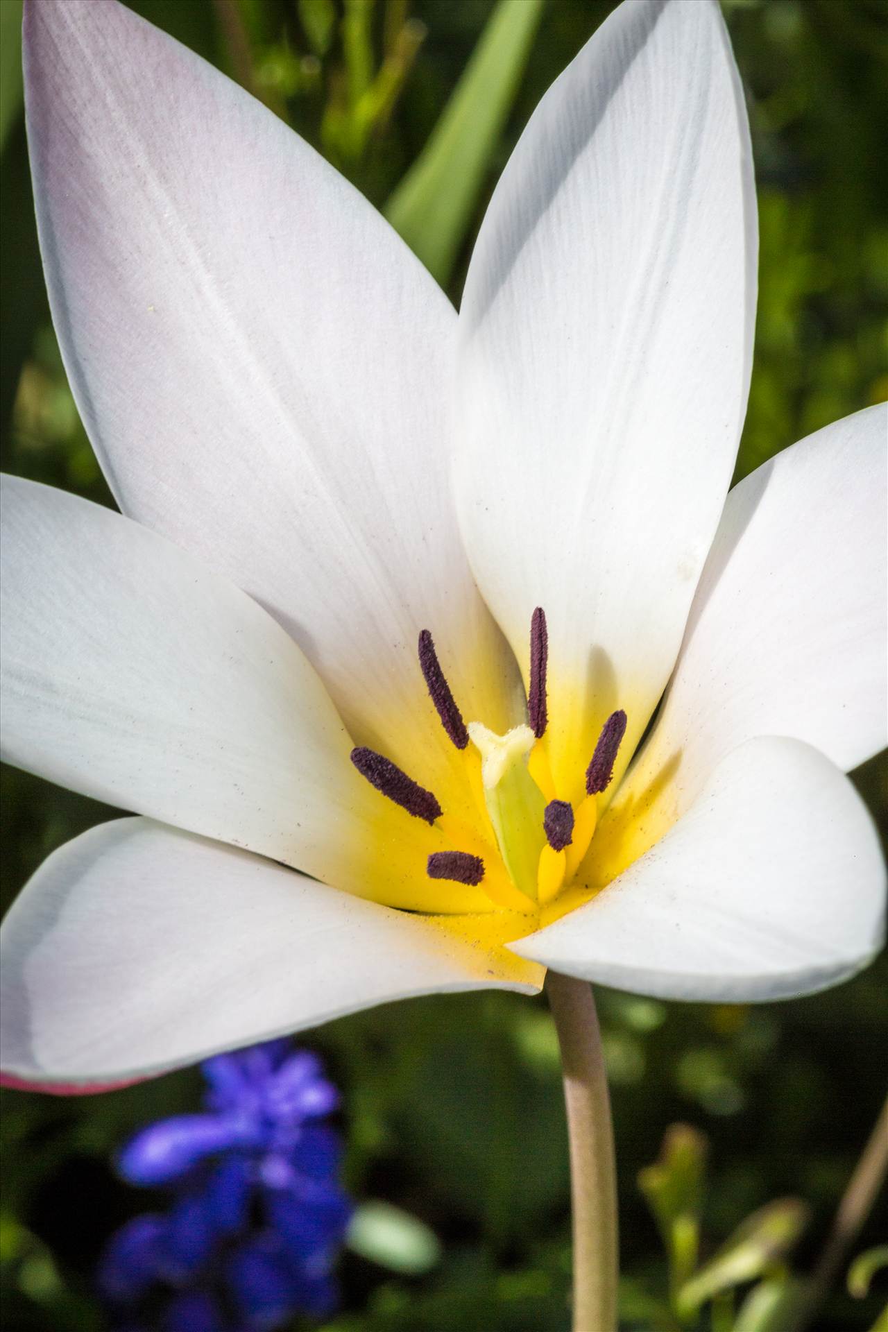 Spring Tulip - A beautiful tulip in Langley, Washington. by Scott Smith Photos