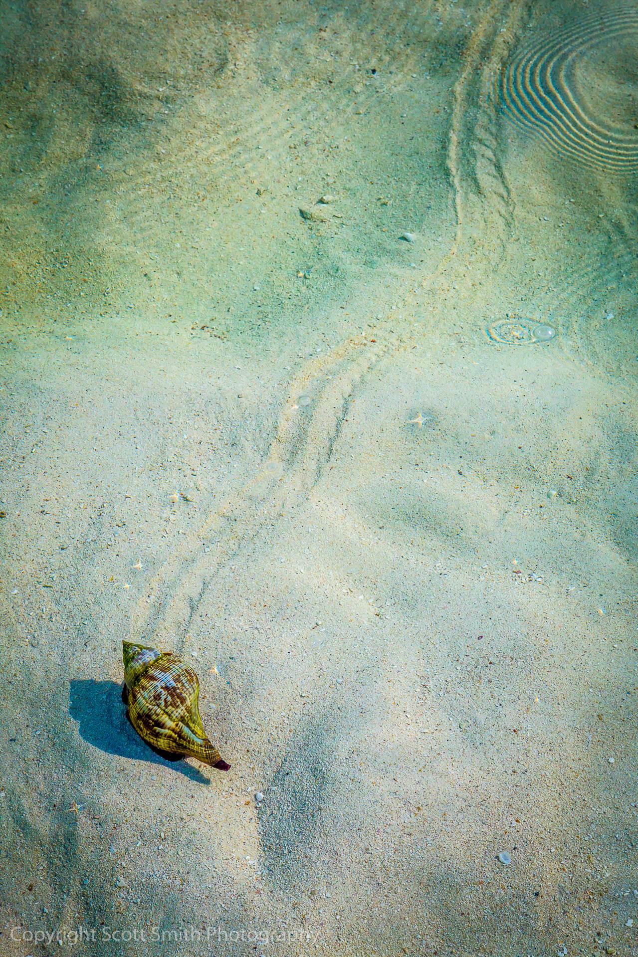 Places to Go - This conch was slowly, but surely, making his way to deeper water from the sandbar at Woman Key. by Scott Smith Photos