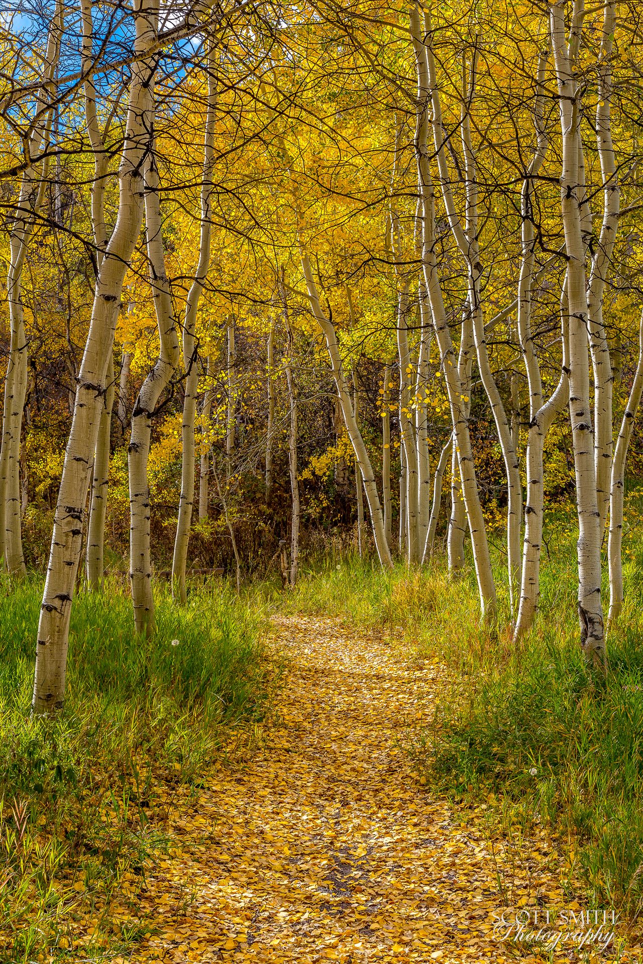 Rim Trail Aspens - Beautiful aspens showing their fall colors along Rim Trail in Snowmass by Scott Smith Photos