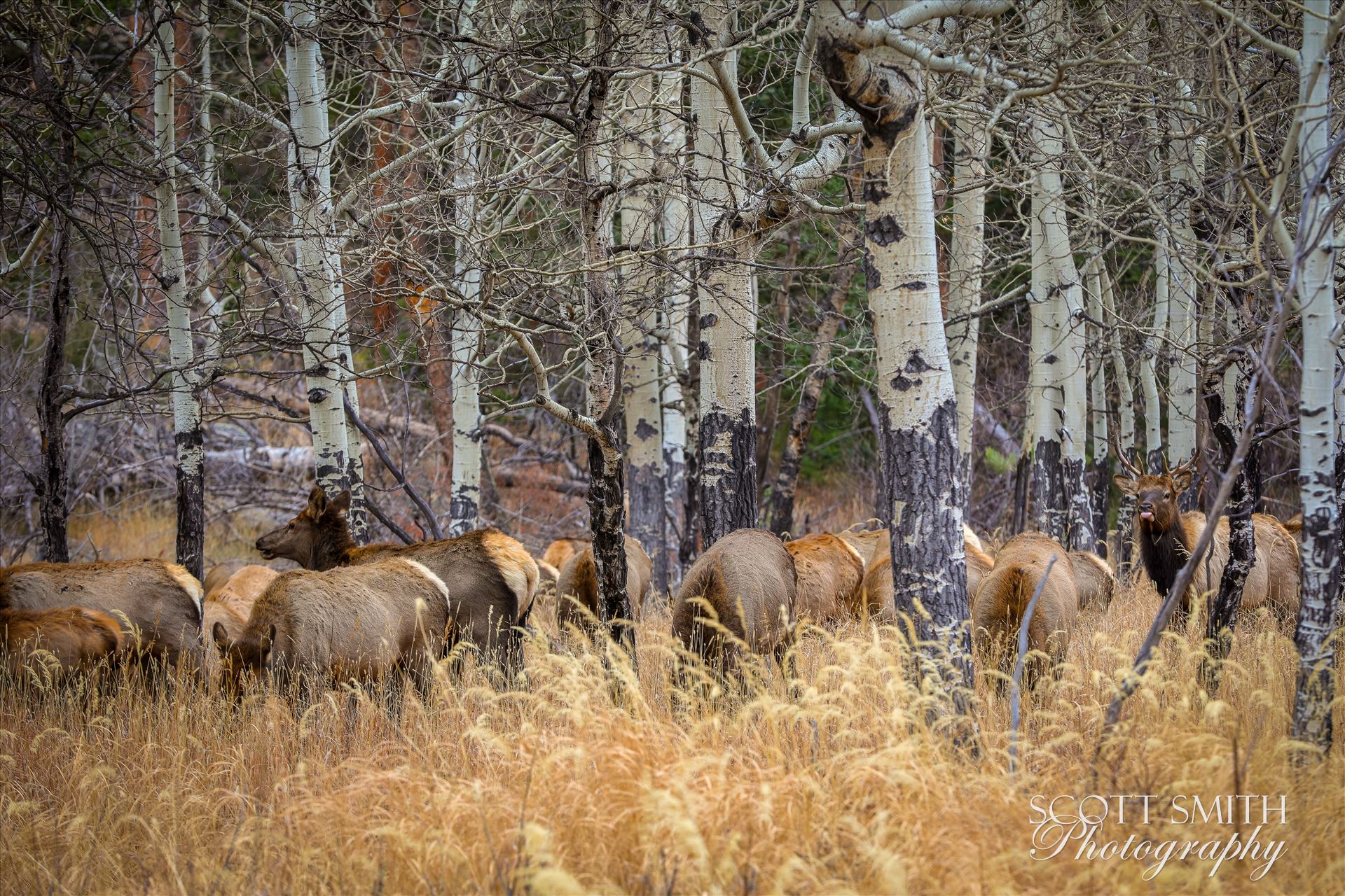Sunday Elk No 03 - A heard of Elk near the entrance to Rocky Mountain National Park, Estes Park, Colorado. by Scott Smith Photos