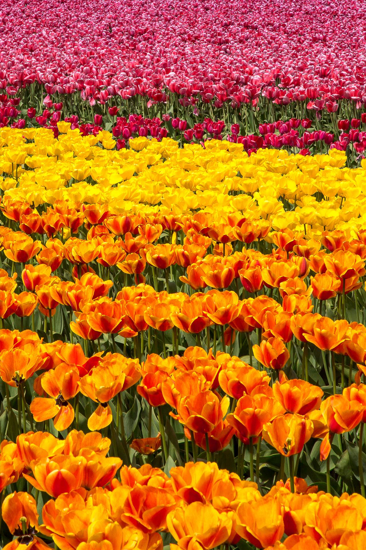 Tulips 4 - From the 2012 Skagit County Tulip Festival. by Scott Smith Photos