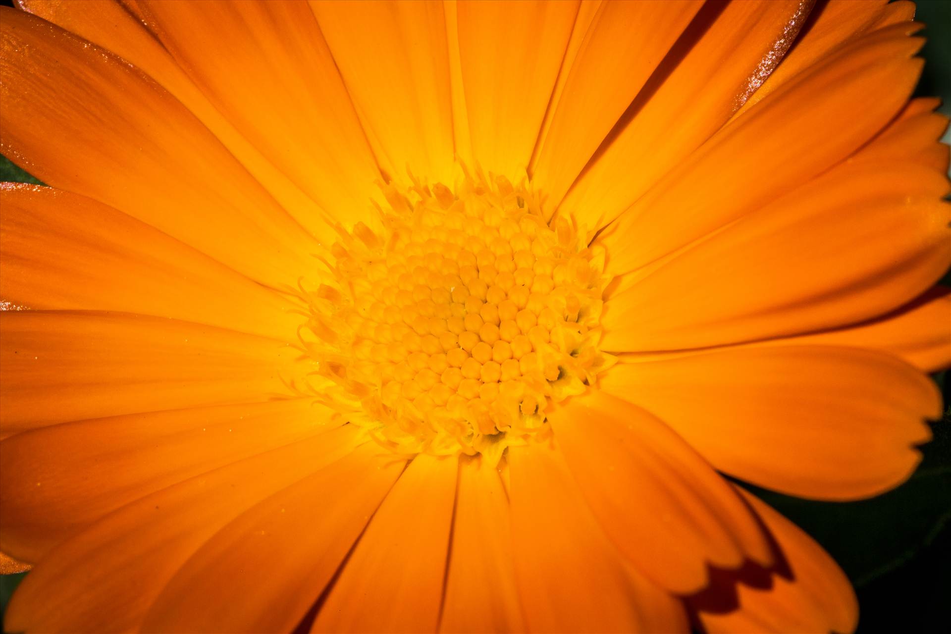 Orange Daisy - A spring daisy in Langley, Washington by Scott Smith Photos