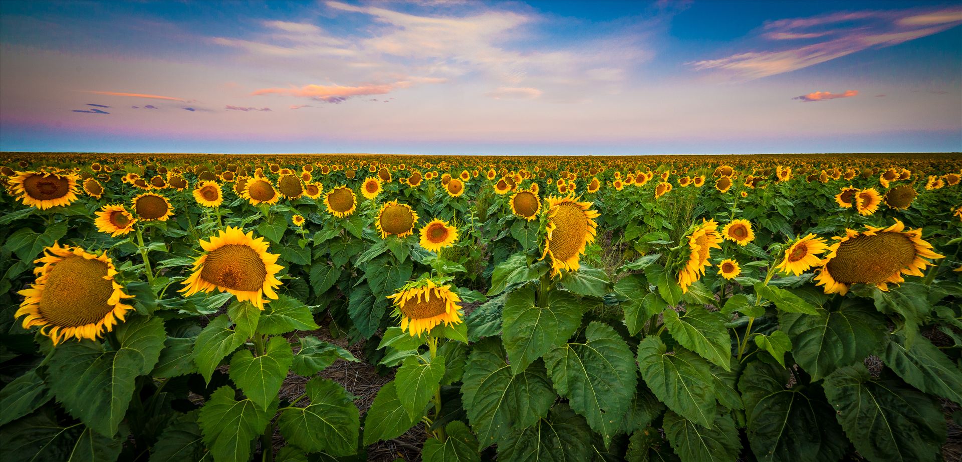 Colorado Sunflower Sunrise - Sunflowers near Denver International Airport. by Scott Smith Photos
