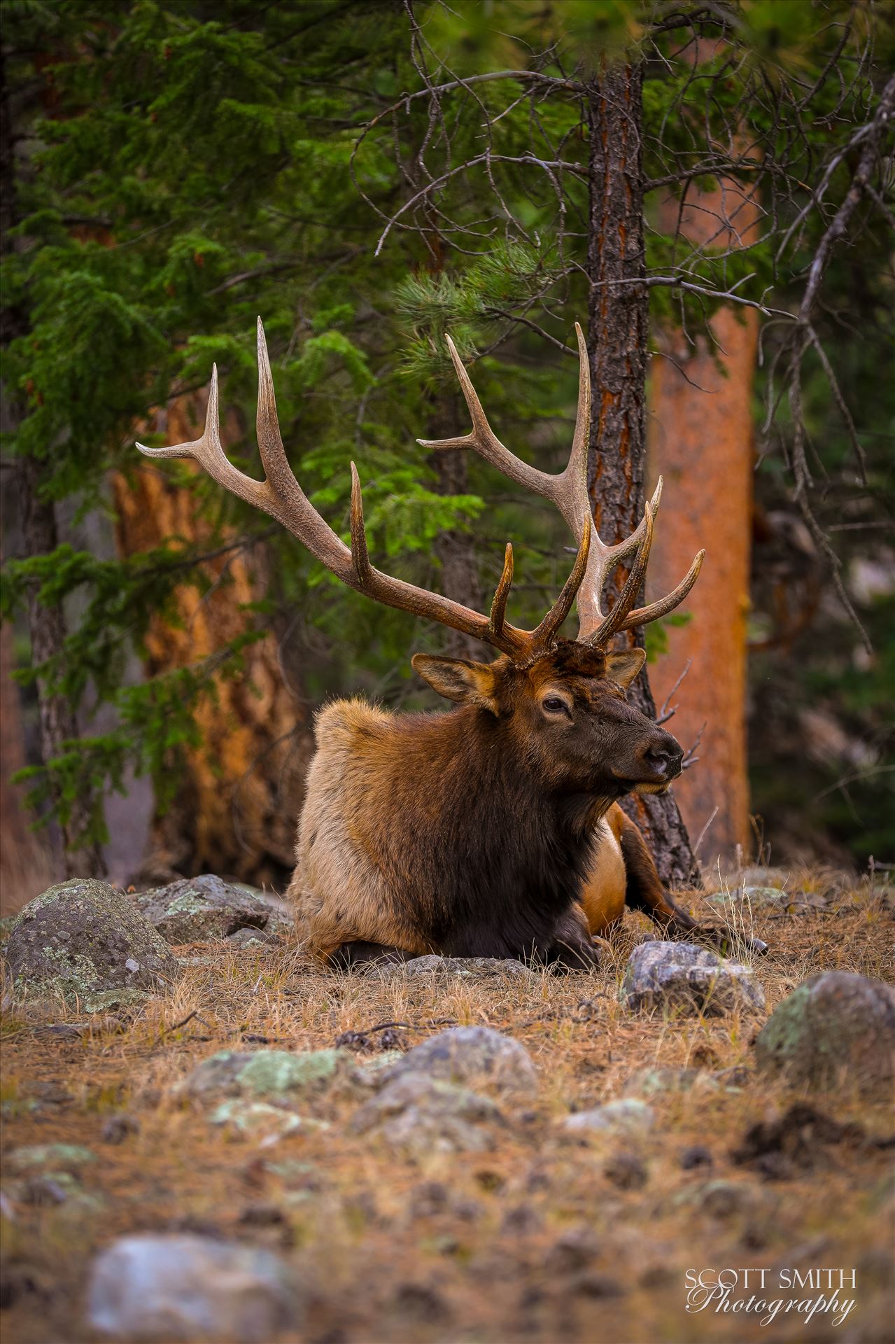 Sunday Elk No 06 - A heard of Elk near the entrance to Rocky Mountain National Park, Estes Park, Colorado. by Scott Smith Photos