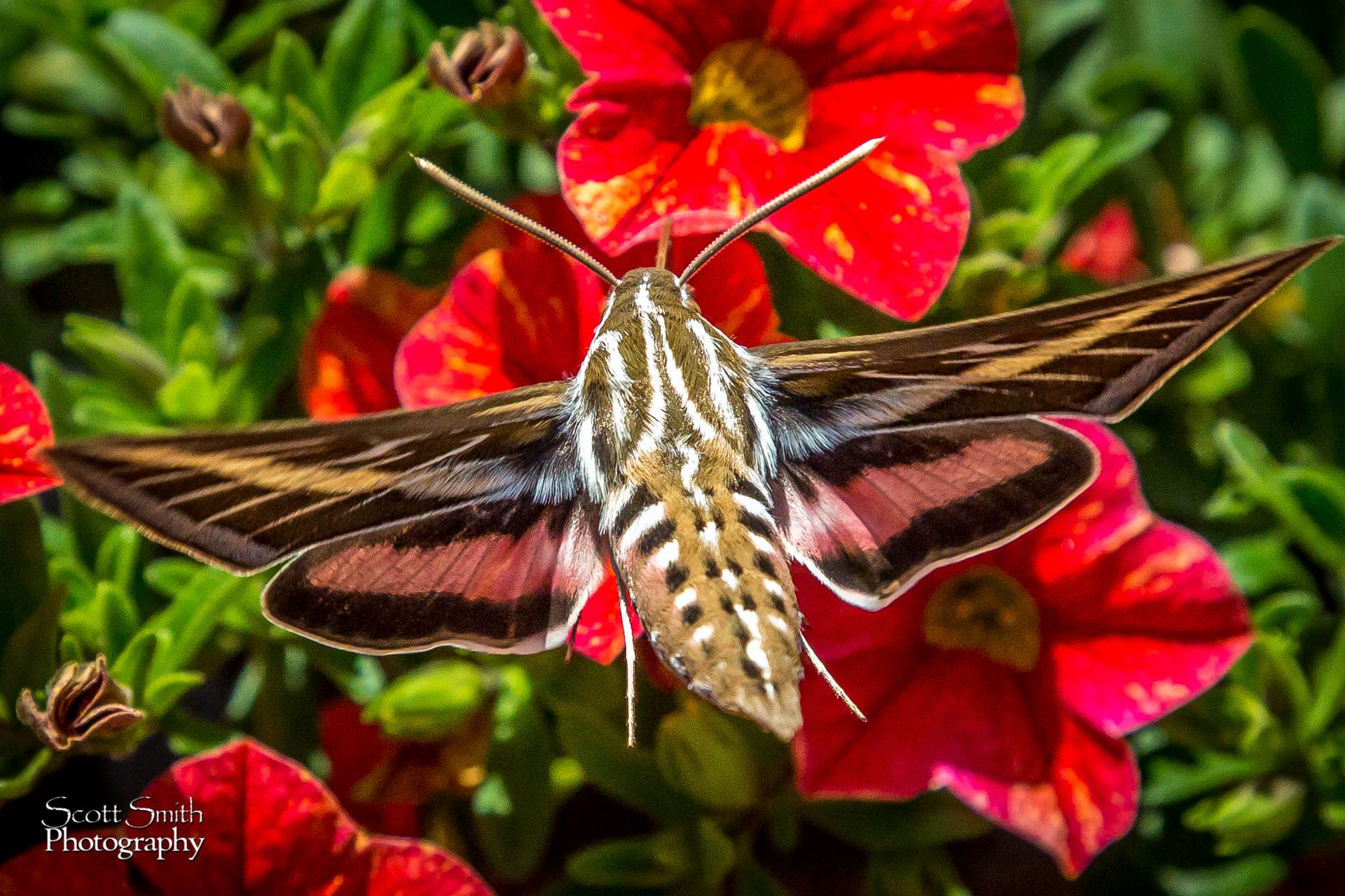 Hawk Moth -  by Scott Smith Photos