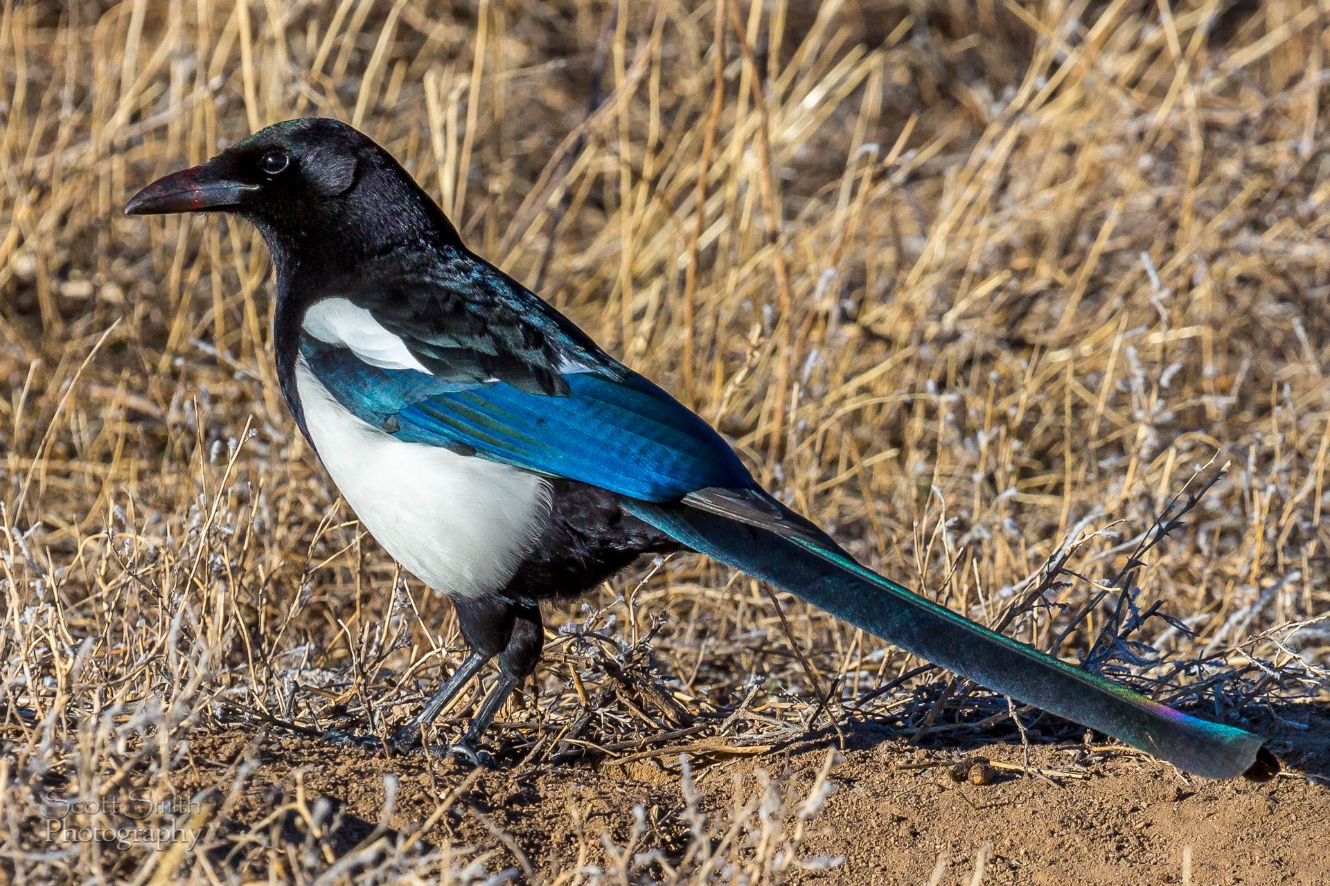 Magpie - A magpie enjoying some carrion at the Rocky Mountain Arsenal Wildlife Refuge. by Scott Smith Photos