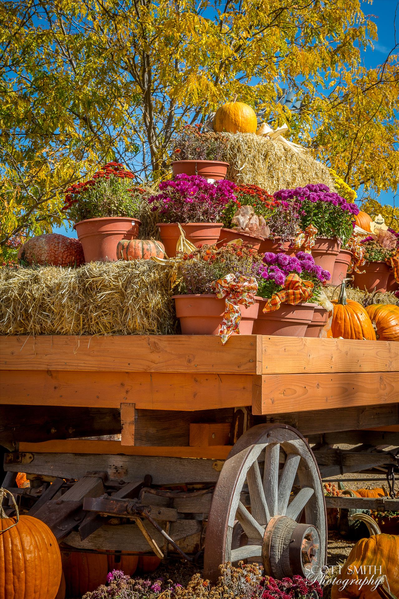 Bounty - A wagon full of fall flowers and pumpkins - from Anderson Farms, Erie Colorado. by Scott Smith Photos