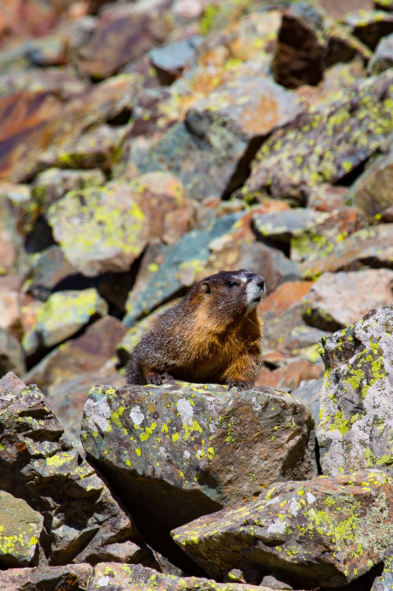 Ophir Pass Marmot - A marmot looks for snacks on Ophir Pass, near Ophir Colorado. by Scott Smith Photos