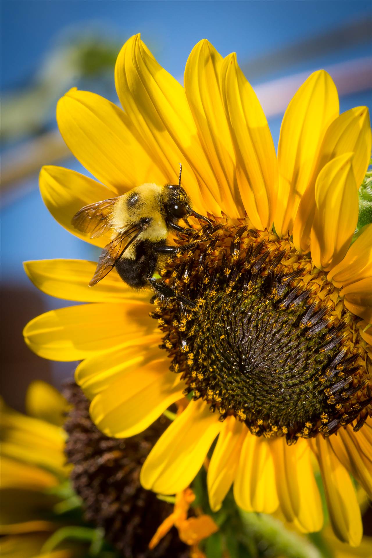 Honeybee Collecting Pollen - A honeybee collecting pollen from a sunflower. by Scott Smith Photos