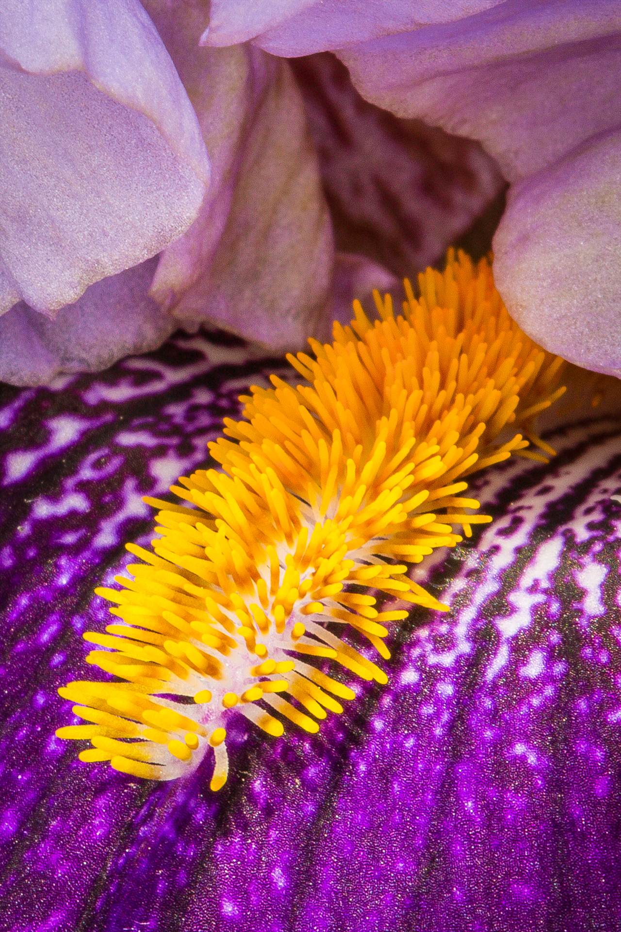 Iris Closeup - A iris blooms in the spring. by Scott Smith Photos