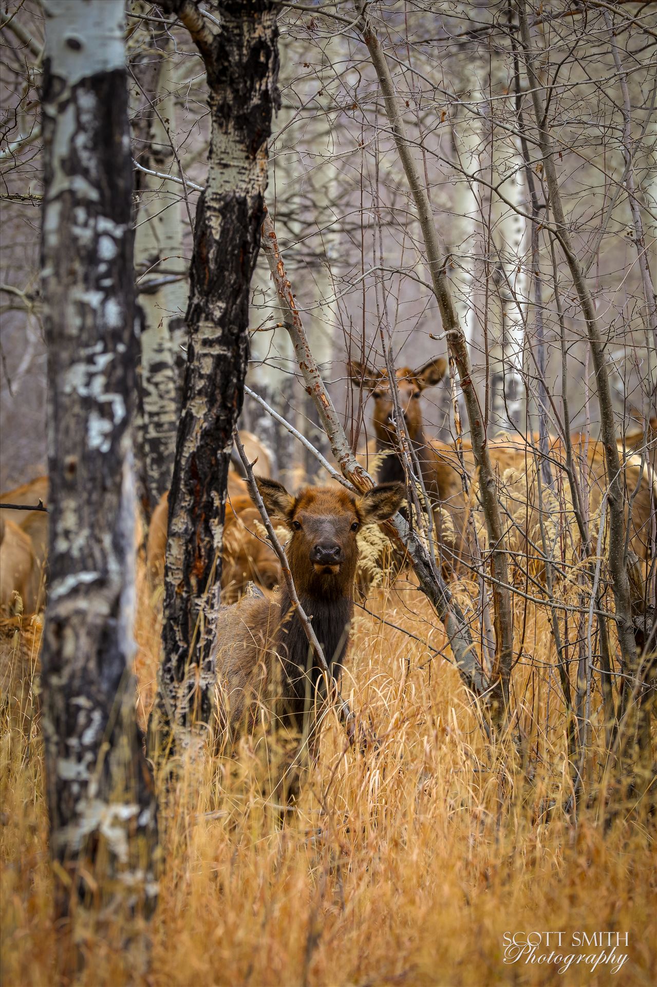 Sunday Elk No 02 - A heard of Elk near the entrance to Rocky Mountain National Park, Estes Park, Colorado. by Scott Smith Photos