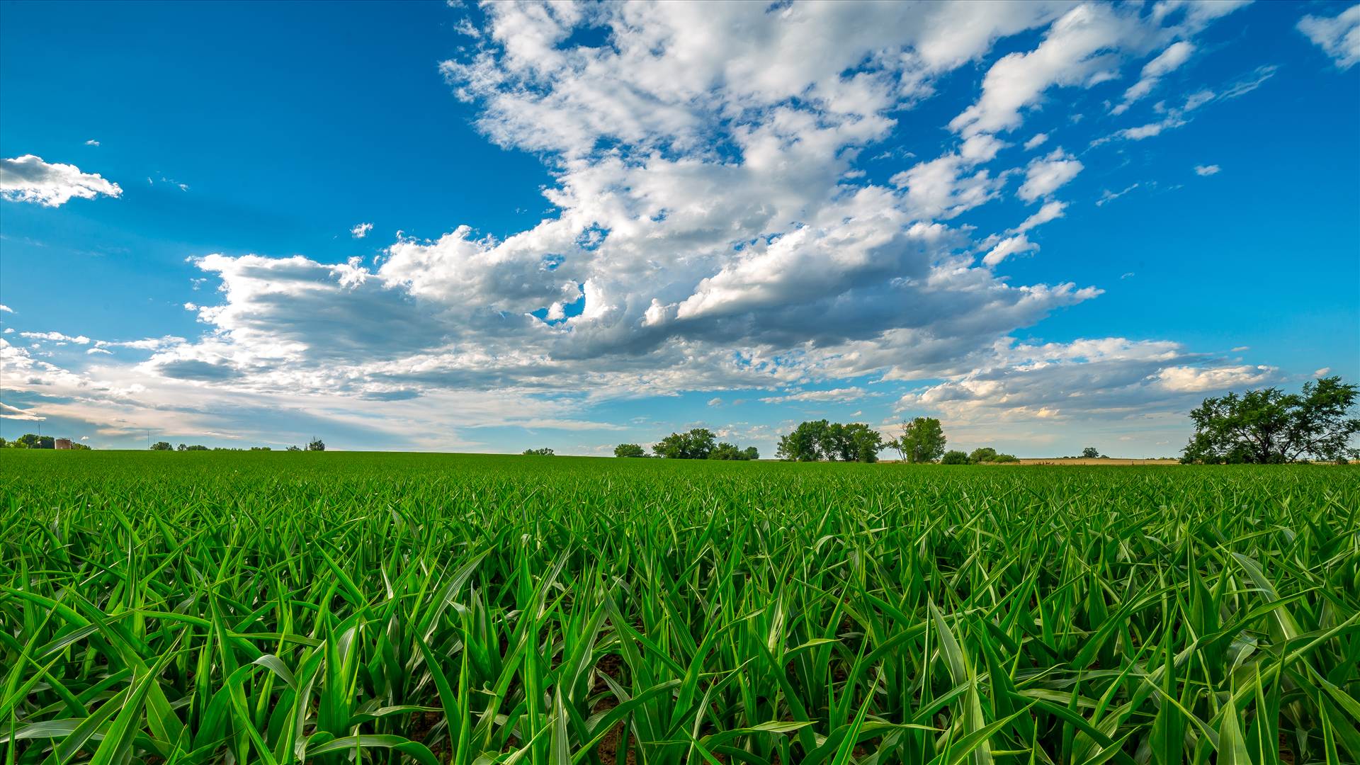 Summer Fields II - Corn fields near Longmont, Colorado by Scott Smith Photos