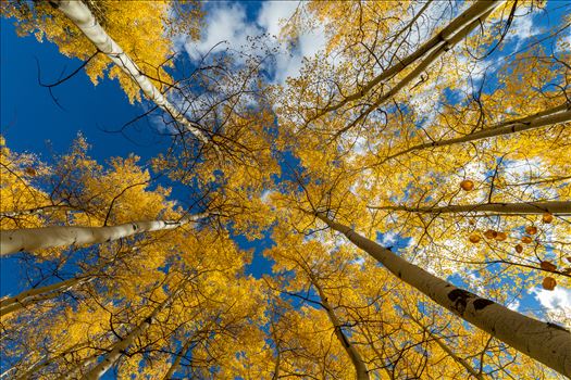 Aspens reaching skyward in Fall. Taken near Maroon Creek Drive near Aspen, Colorado.
