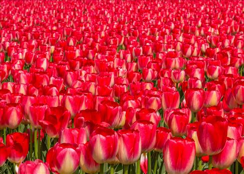 From the 2012 Skagit County Tulip Festival in Washington.