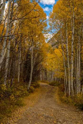 Aspens close in a canopy over Road #3, near Crystal Colorado.