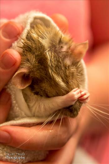 A dumbo rat gets a bath and begins grooming herself.