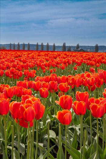 From the 2012 Skagit County Tulip Festival.