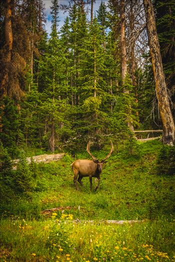 A large buck enjoying a summer day in the Rocky Mountain National Park.