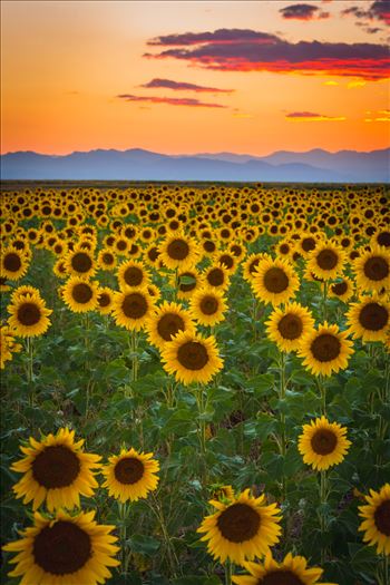 Sunflower fields near Denver International Airport, on August 20th, 2016. Near 56th and E470.