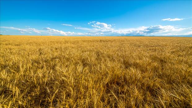 A field of wheat in late summer near Longmont, Colorado.