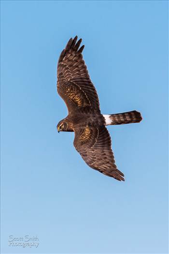 A marsh hawk soaring over the grasslands at the Rocky Mountain Arsenal Wildlife Refuge.