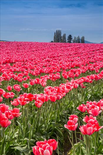 From the Skagit County Tulip Festival, 2012.