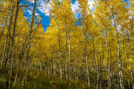 Preview of Snowmass Aspens on Rim Trail