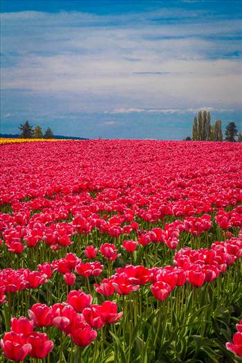 From the Skagit County Tulip Festival, 2012.