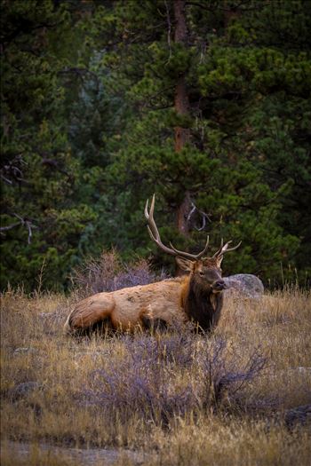 A heard of Elk near the entrance to Rocky Mountain National Park, Estes Park, Colorado.