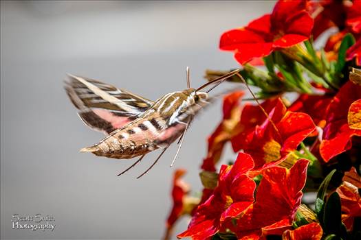 A large Hawk Moth feeds on some summer flowers in Frisco, CO.