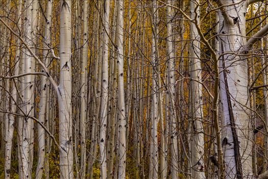 A dense grove of aspens near Marble, Colorado, in the fall.