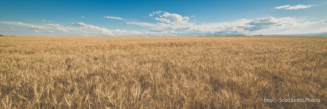 A wheat field off of highway 52 near Longmont, Colorado in early summer.
