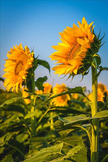 Sunflower fields near Denver International Airport, Colorado.