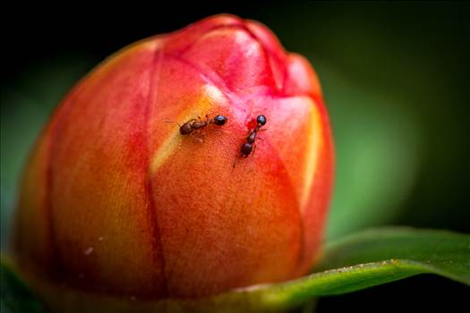 A pair of tiny ants crawling on a small flower bud.