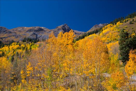 A quick shot of the aspens from the million dollar highway between Ourway and Silverton, Colorado.