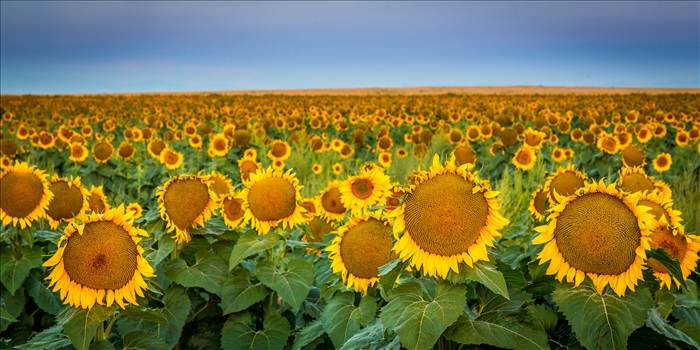 Sunflower fields near Denver International Airport, Colorado.