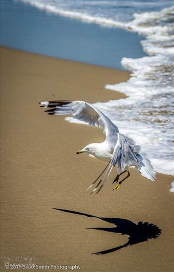 A gull approaching the sand, looking for a snack.