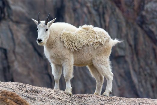 Preview of Mt Evans-Mountain Goat
