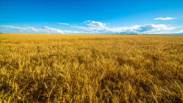 Wheat fields near Longmont, Colorado