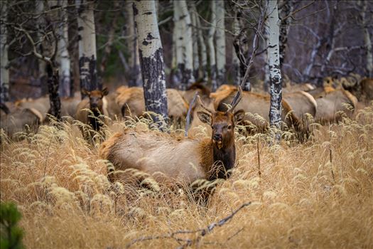 A heard of Elk near the entrance to Rocky Mountain National Park, Estes Park, Colorado.
