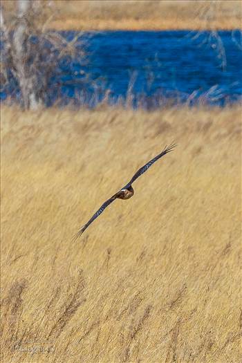 A marsh hawk glides over the grass at the Rocky Mountain Arsenal Wildlife Refuge.