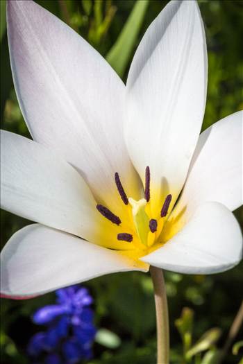 A beautiful tulip in Langley, Washington.