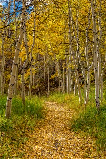 Beautiful aspens showing their fall colors along Rim Trail in Snowmass