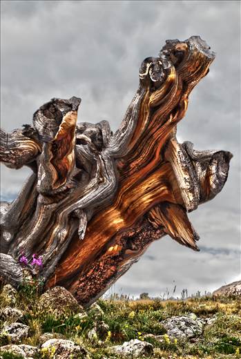 An ancient tree stump near Mt Evans, Colorado.