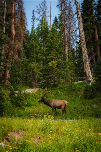 A fairytale setting in Rocky Mountain National Park, just off Trail Ridge Road. A fully grown elk buck grazes on the lush growth.
