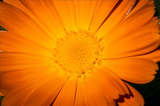 A spring daisy in Langley, Washington