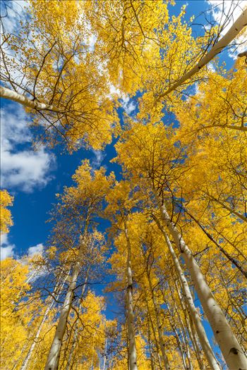 Aspens reaching skyward in Fall. Taken near Maroon Creek Drive near Aspen, Colorado.