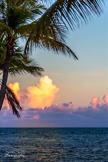 The sun sets as a gull flies by - from the Waldorf Astoria's Casa Marina in Key West, Florida.