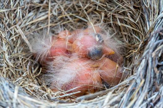 Preview of Babies in the Nest
