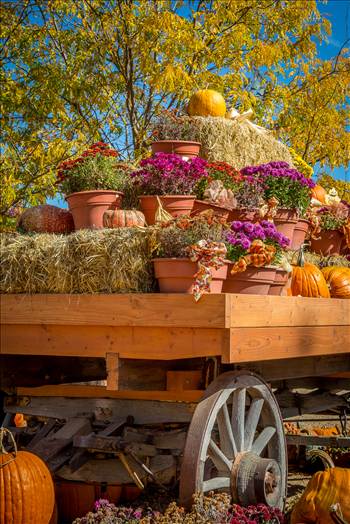 A wagon full of fall flowers and pumpkins - from Anderson Farms, Erie Colorado.